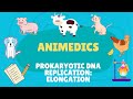 PROKARYOTIC DNA REPLICATION: ELONGATION │ EASY EXPLAINED│
