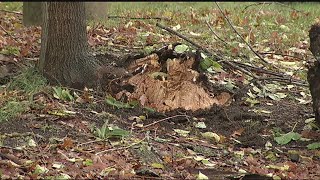 How to tell if a tree is dead before it creates a problem