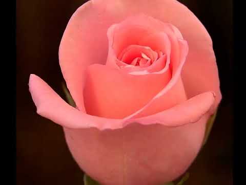 Gül Pembe   Barış Manço