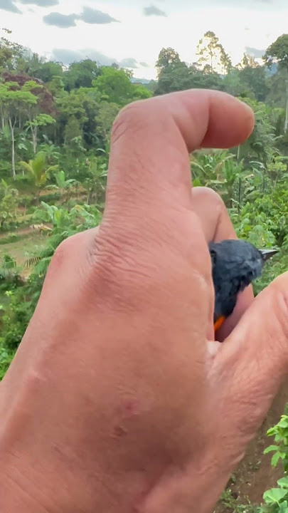 Release wild chili birds #attract #shorts #attract finches #chirping mania #bird hobby #attract b...