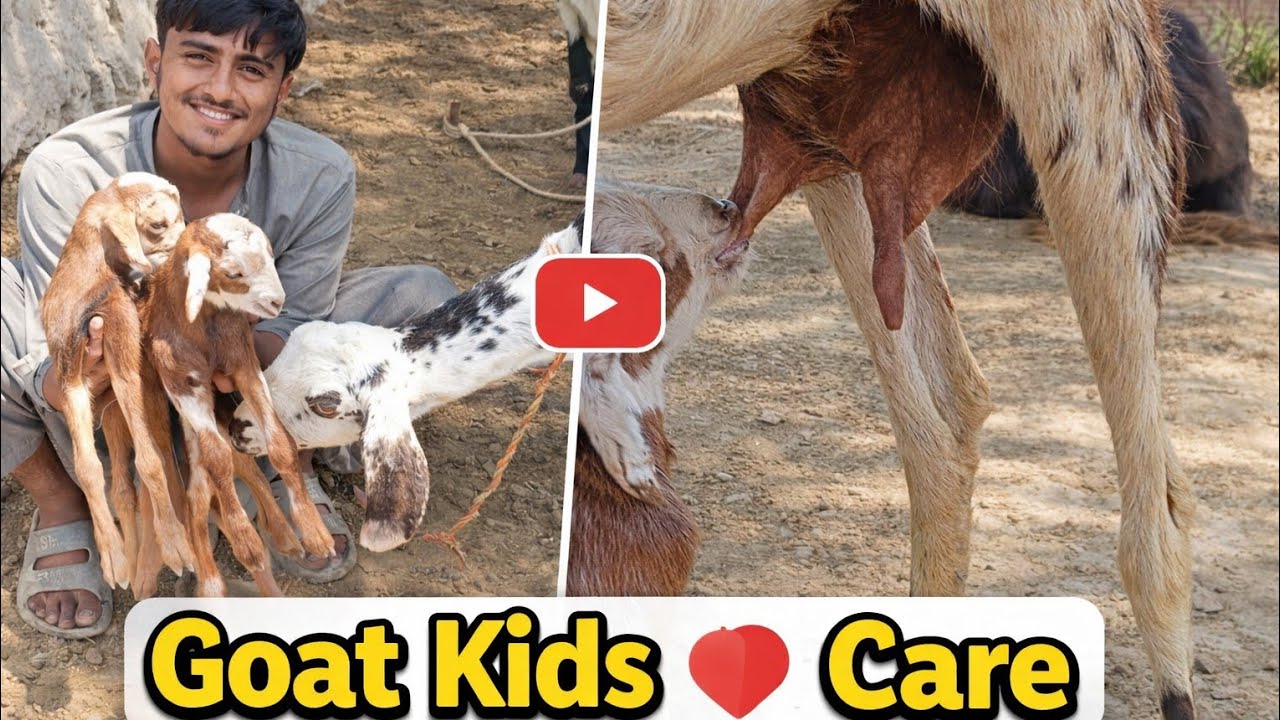 جڑواں بچے پہلی بار دودھ پیتے ہوئے 😍 ماں کا پیار دیکھیں!