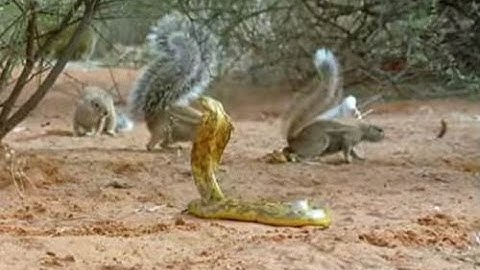 Cuộc chiến khốc liệt giữa sóc và rắn hổ mang chúa cực kì hấp dẫn