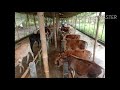 Pure desi cow farm in assam