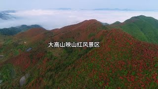 航拍大高山映山红风景区