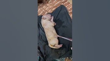 dogs give birth | #dog #india #shorts #short #youtube