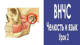 картинка: #20 Височно-нижнечелюстной сустав и прикладная кинезиология