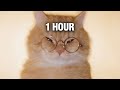 1 HOUR MONTAGEM MIAU Slowed