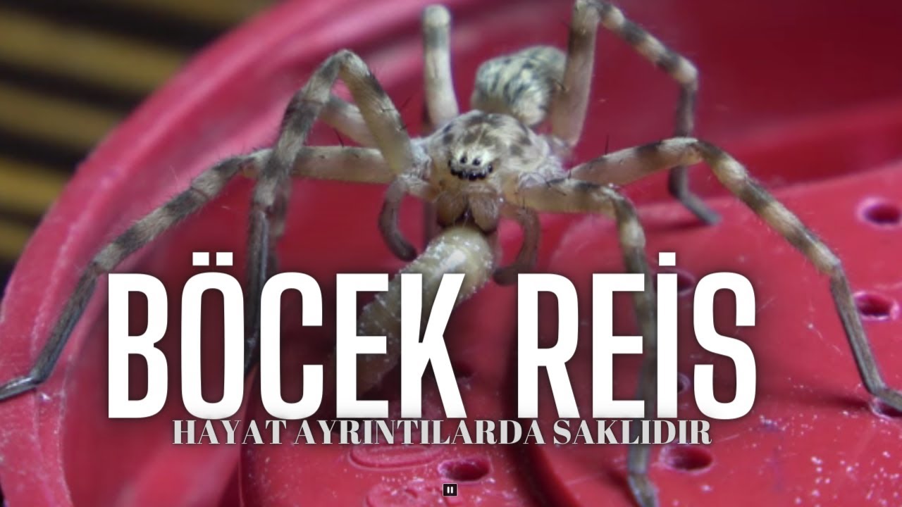 Kaya Avcı Örümceği/İlk Defa Beslenirken Çekildi 
