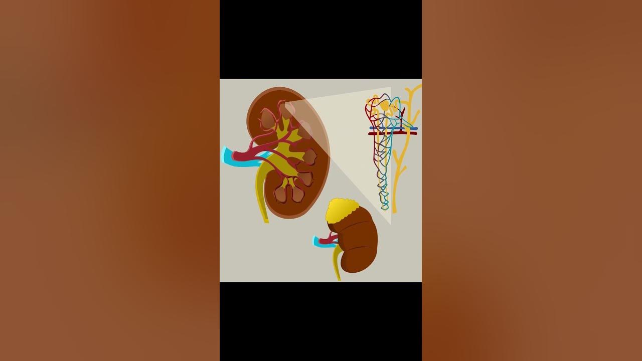 can-roller-coasters-help-you-pass-kidney-stones-facts-youtube