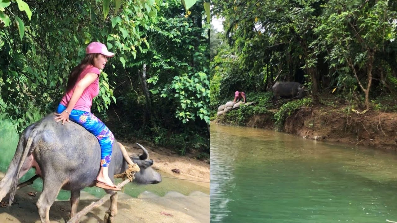 Carabao Riding