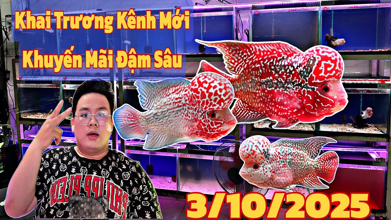 Khai Trương Kênh Mới: Khuyến Mãi Đậm Sâu Dàn Cá La Hán Đẹp cho anh em đam mê: cá la hán Hòa Huỳnh