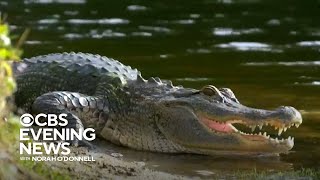 Woman killed in South Carolina alligator attack
