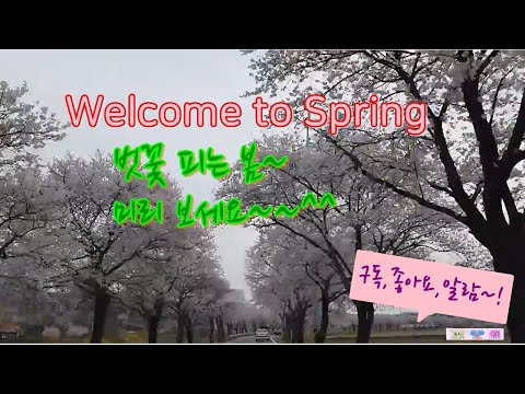 천안 위례의 벗꽃길(Welcome to Spring)