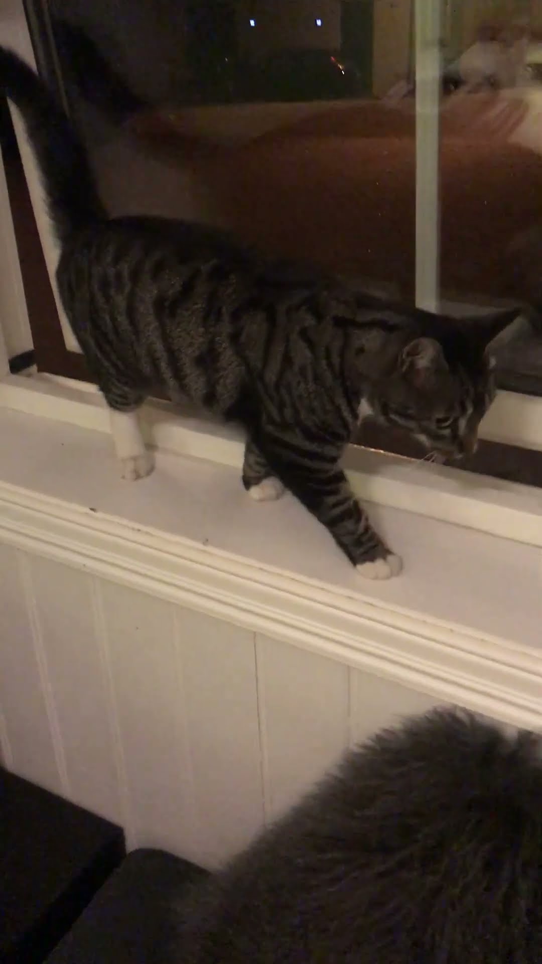 Found Out How My Neighbour's Cat Keeps Getting Into Our House || ViralHog