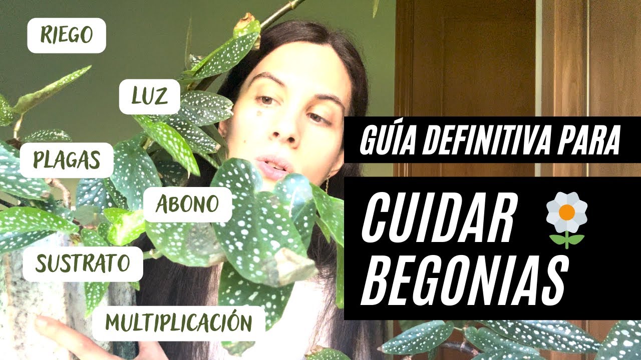 Cuidados completos de Begonias: guía de cuidado y mantenimiento para tamaya, maculata, masoniana...
