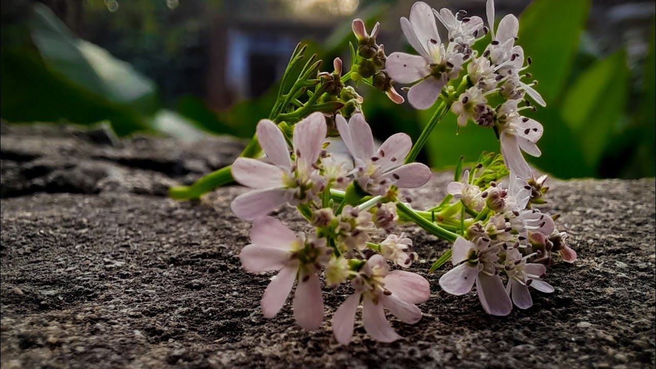 how to click macro photography in mobile without lens 