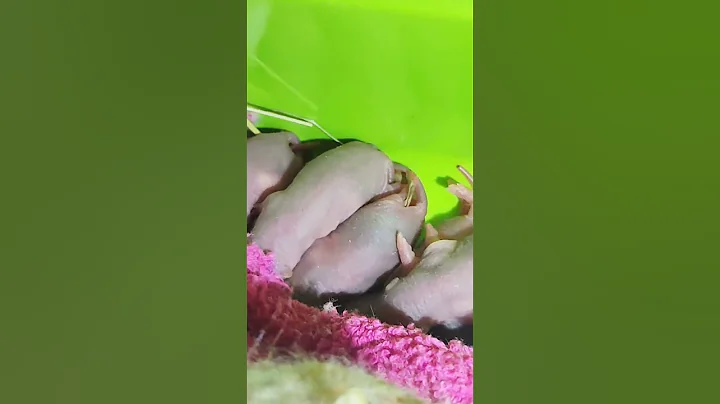 Video 4236701: sphynx cute animals