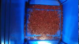 Carpet Beetle Attagenus Unicolor Timelapses 2019 Part ,490 42