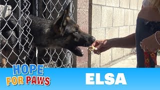 Homeless German Shepherd with an embedded collar and a broken paw needed our help. Homeless German Shepherd with an embedded collar and a broken paw needed our help.