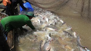 Watch a catch of fish in a natural lake with nets - It&#39;s so amazing with lots of big fish