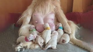 CUTE BABY ANIMALS - Funny and Cute Moments of The Animals 2022 - Cutest Animals by Puppy Lovers 1 year ago 7 minutes, 35 seconds 41,533 views