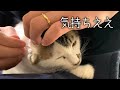 初めての耳かきが気持ち良すぎてデロ〜ンって顔になる保護猫