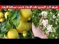 تنظيم ري شجرة الليمون وقت الازهار وعلاج تساقط الازهار