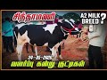 24-05-2026 வளர்ப்பு கன்று குட்டிகள் சிந்தாமணி மாட்டு சந்தை விலை நிலவரம் #tn24_sakthi_vlogs