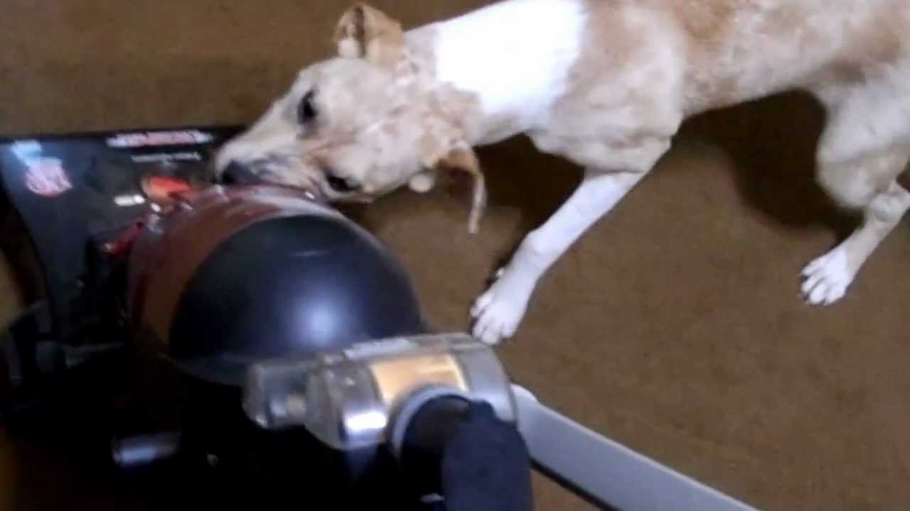Dog VS. Vacuum Cleaner YouTube
