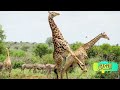 زواج زرافة من اكثر من زكر 18 زواج زرافة من اكثر من زكر 18