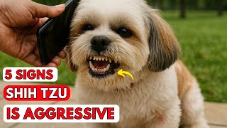 5 Signs your Shih Tzu is Aggressive