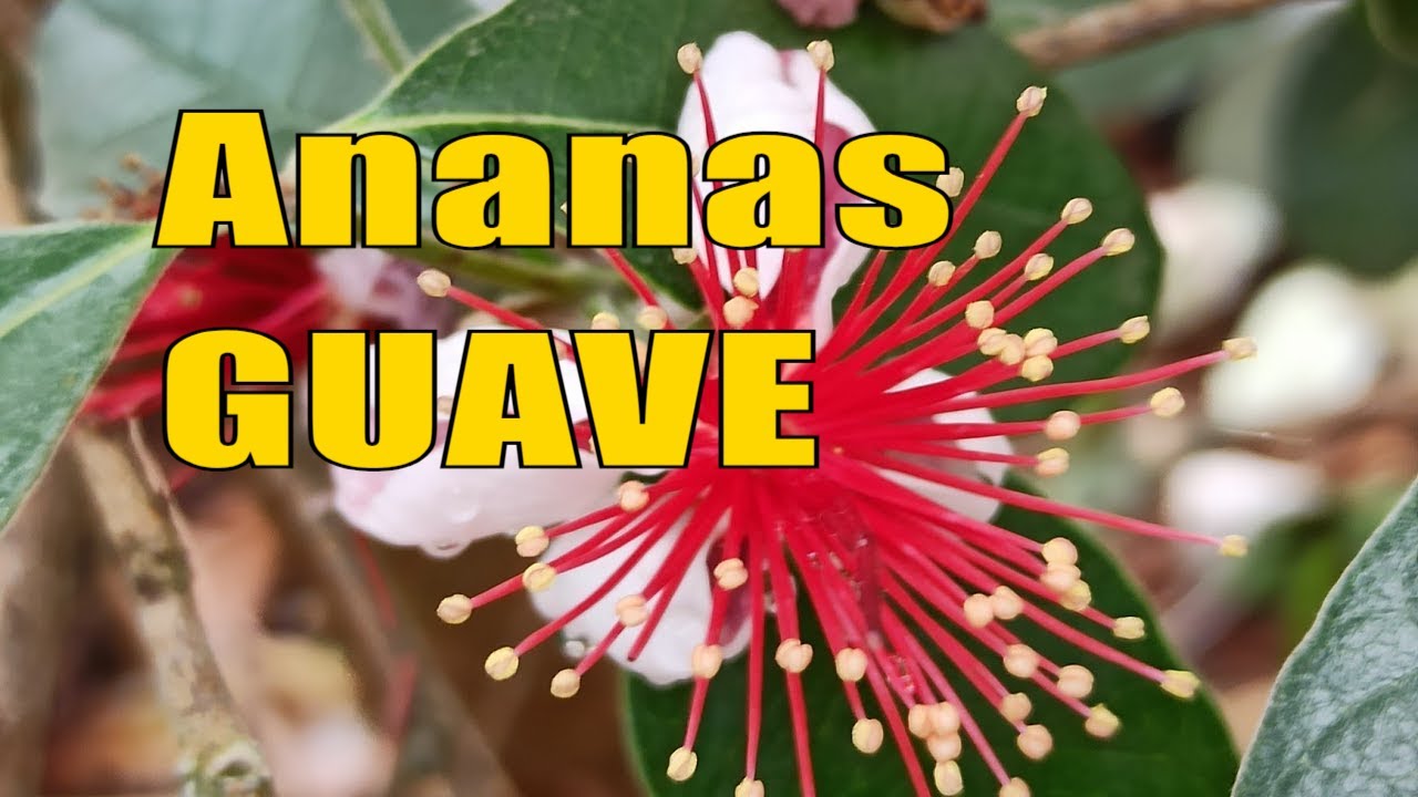 Ananasguave voller Blüten: Warum die echte Guave noch zögert