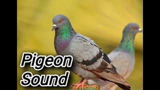 صوت رائع لتحفيز و تهييج طيور الحمام | pigeon sound