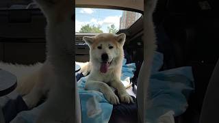 Akitainu inside Honda CRZ #akita #akitainu #dog #honda #crz