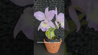 Cattleya sea breeze (카틀레야 씨 브리즈)