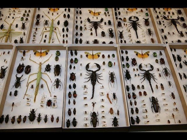 A Largest Rare Museum of insects in India | More than 40,000 Insects | Nainital, Uttarakhand, India