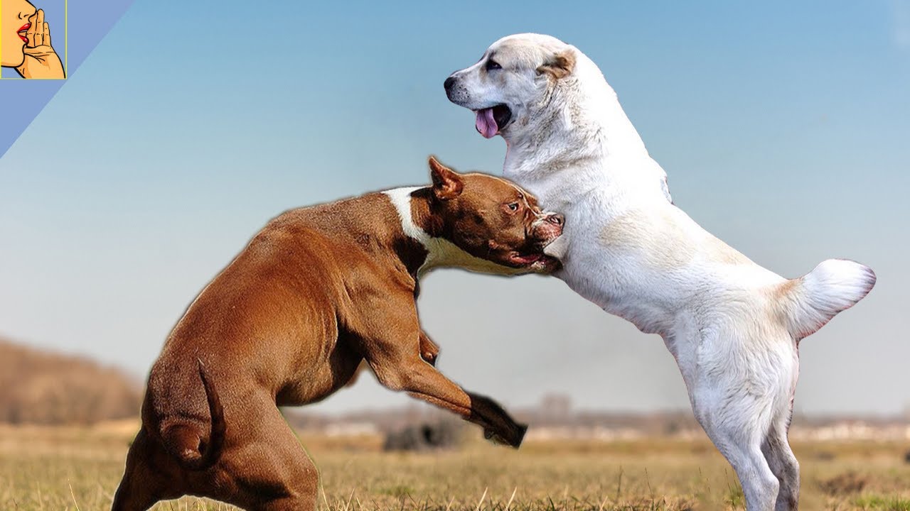 Alabayı Yenebilecek 10 Köpek Cinsi ( Alabai ) #kangal #pitbull #alabai -  YouTube