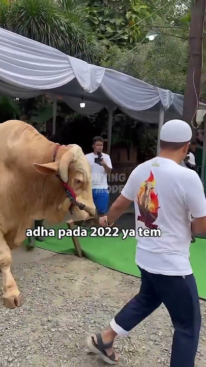 sapi qurban irfan hakim 2021 - 2024 #shorts