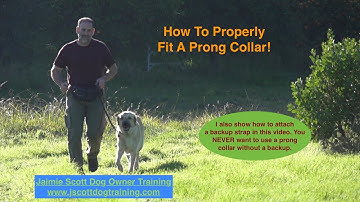 Fitting A Prong Collar and Backup Strap The Right Way!