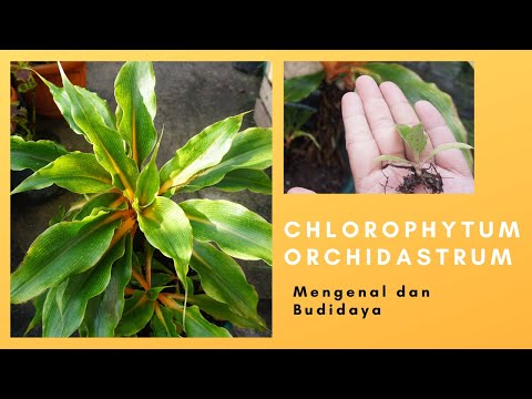 Video: Chlorophytum Adalah Tanaman Hias Favorit Para Penanam Bunga
