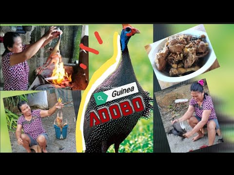 #countrylife #guineas ; How to butcher a Guinea Fowl: Cook Adobong guinea!