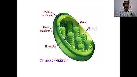 3 Cell Structure in Algae