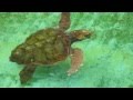 Turtle swimming in hawasa