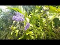 Петрея - лилавата красота!  Petrea Volubilis!