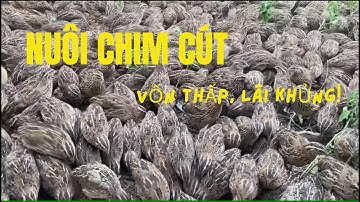 Làm Giàu Từ Mô Hình Nuôi Chim Cút Tại Nhà | Vốn Ít Nhưng Lãi Cực Cao