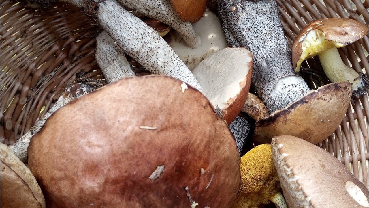 The beginning of the Mushroom foraging season YouTube