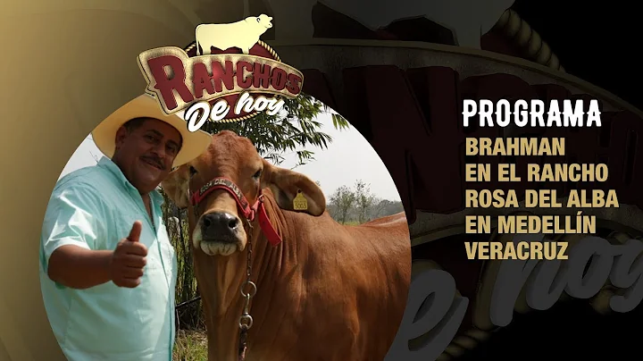 577. Brahman Rojo l Seleccin de alta gentica de Br...