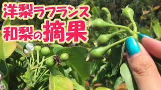 魔女畑で洋梨ラフランスと和梨の摘果と実の違い｜黒猫魔術店