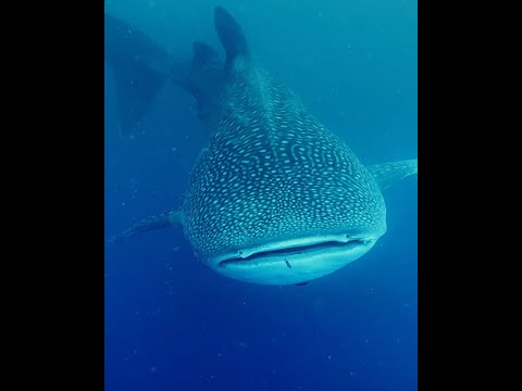 30-foot whale shark spotted off Kāneʻohe Bay by UH researchers