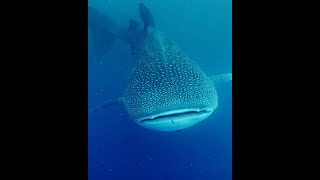 30-foot whale shark spotted off Kāneʻohe Bay by UH researchers